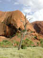 Uluru_tree_50.jpg (39766 bytes)